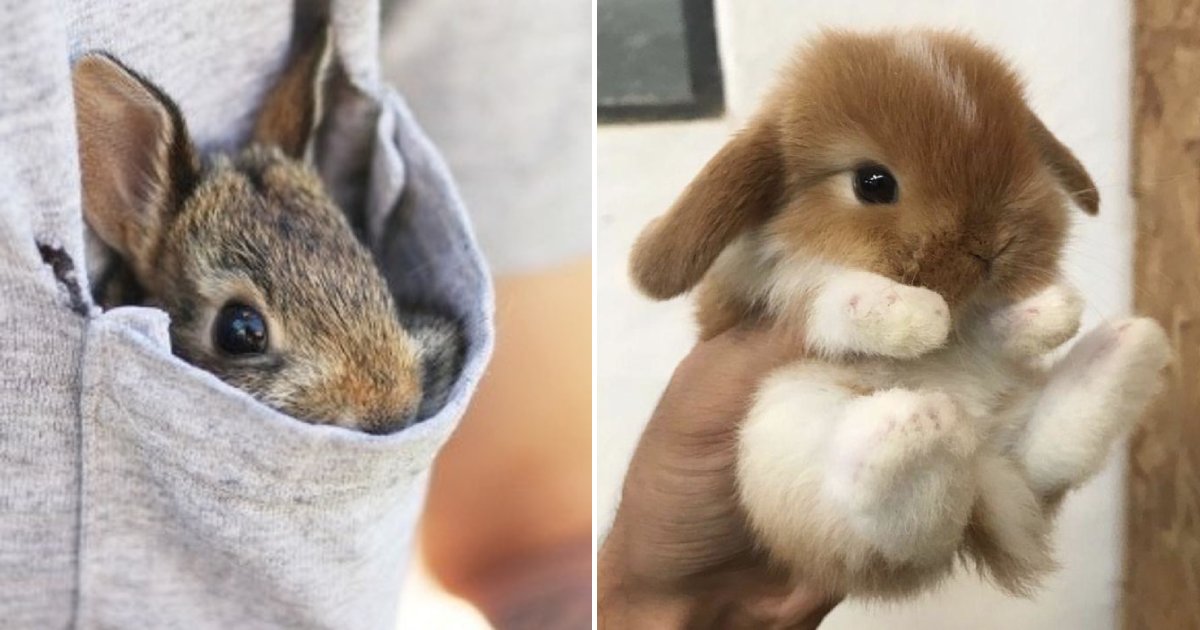 bunnies.png?resize=412,232 - 15+ Adorable Bunny Photos To Prepare You For Easter