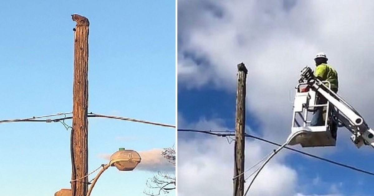c4.jpg?resize=1200,630 - Verizon Suspends Worker For Using Company Equipment To Rescue A Cat Trapped On Top Of A Telephone Pole