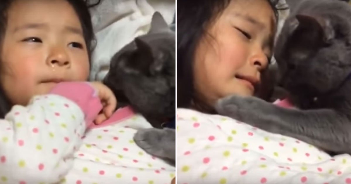 cat comforts owner.jpg?resize=1200,630 - TOUCHANT : La vidéo d'un chat qui réconforte une petite fille qui pleure