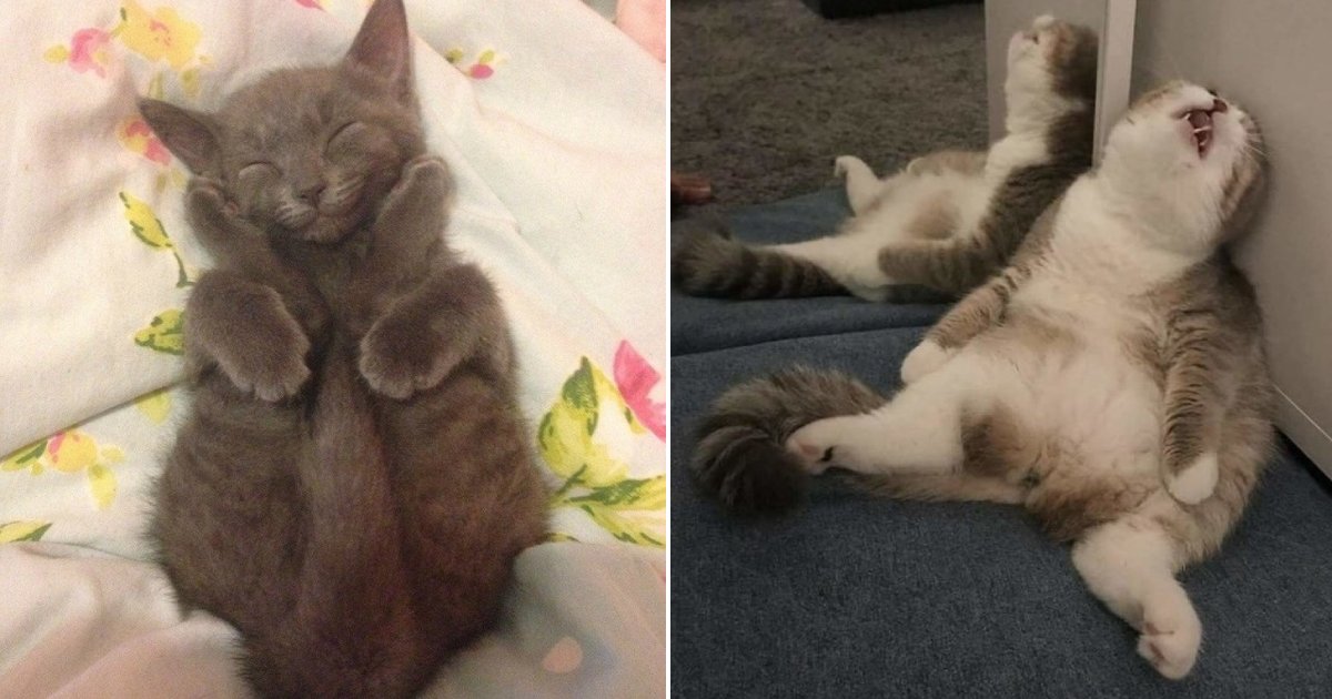 cat sleeping positions.png?resize=1200,630 - 13 Lazy Cats That Will Fall Asleep In Any Position