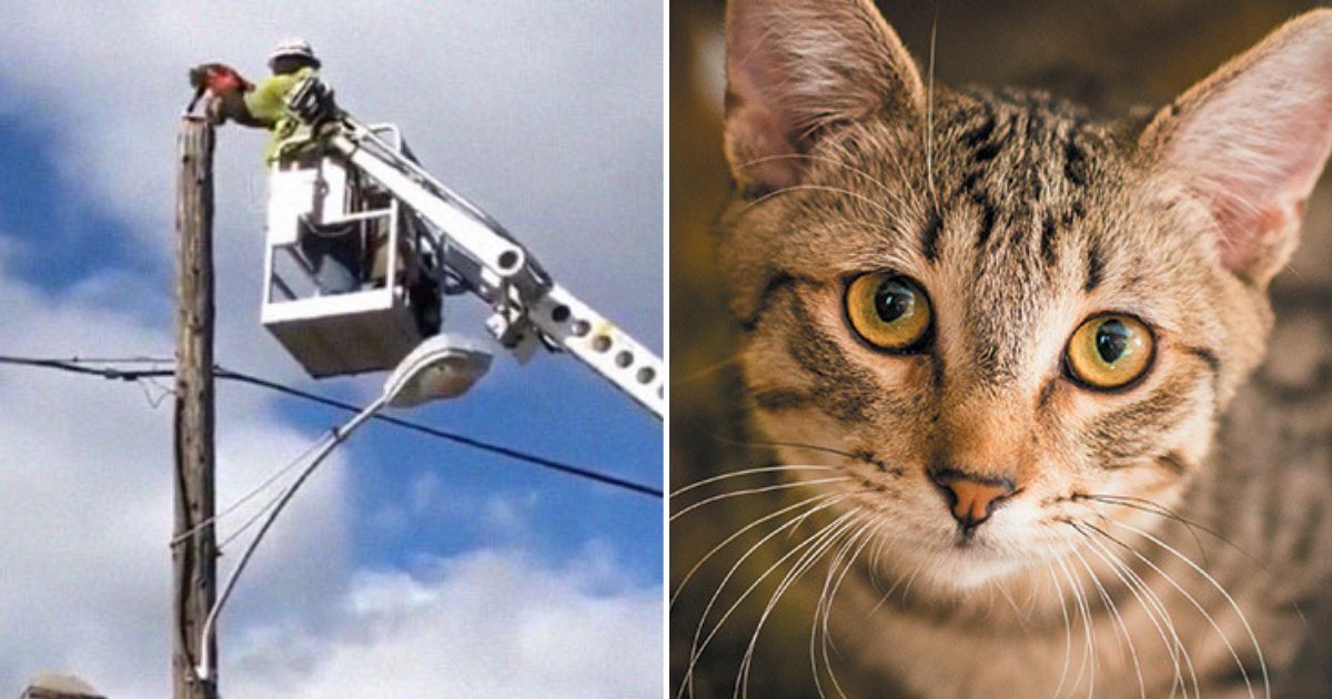 cat6 1.png?resize=412,275 - Verizon Suspends Worker After He Rescued A Cat Using Company Equipment