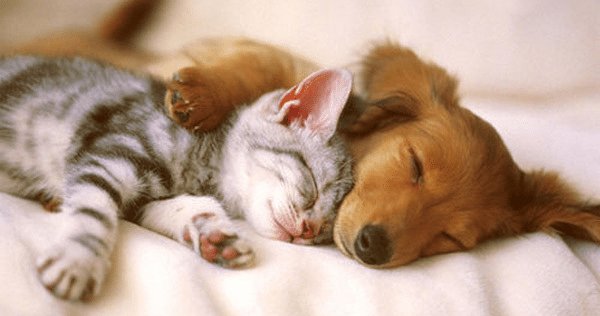 cats dogs friends image 6 png e1552964708718.png?resize=412,232 - 40 Cats And Dogs That Prove You Don't Need To Be The Same Species To Be Best Friends