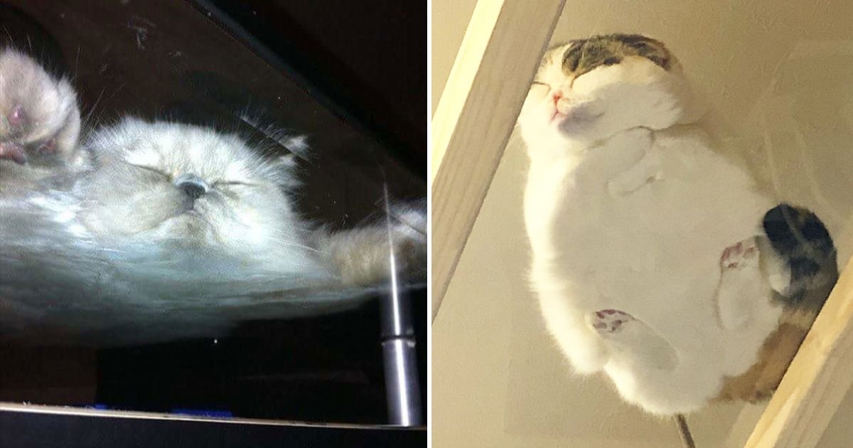 cats on glass table.png?resize=1200,630 - 15+ photos hilarantes qui montrent que les tables en verre sont conçues pour les chats