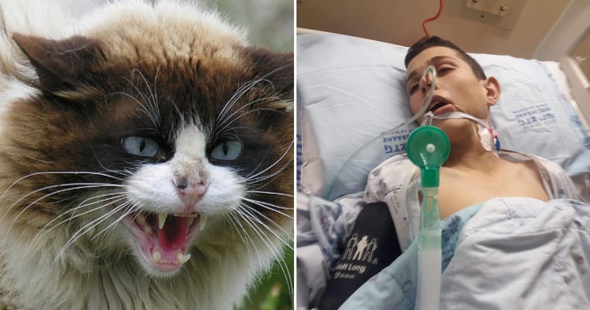 cats.png?resize=412,275 - 14-Year-Old Boy Caught Mind-Altering Infection After His Cat Scratched Him