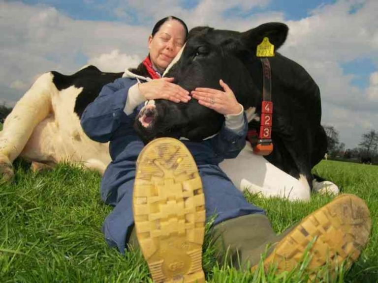 Cow Cuddling Is Now A Thing And It Costs 300 For A 90Minute Hugging Session Small Joys