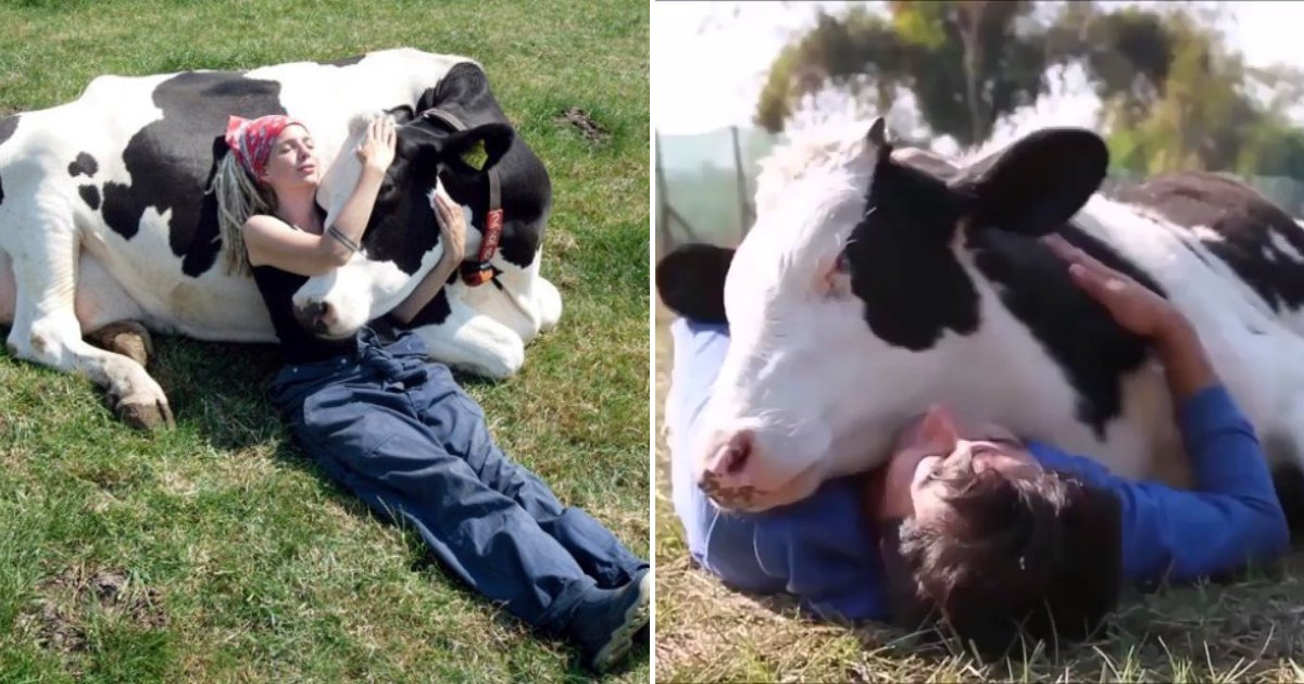 cows.png?resize=1200,630 - Cow Cuddling Is Now A Thing And It Costs $300 For A 90-Minute Hugging Session