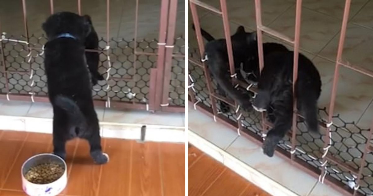 d3 20.png?resize=1200,630 - Une adorable vidéo montre un chat aidant un chiot coincé dans une porte