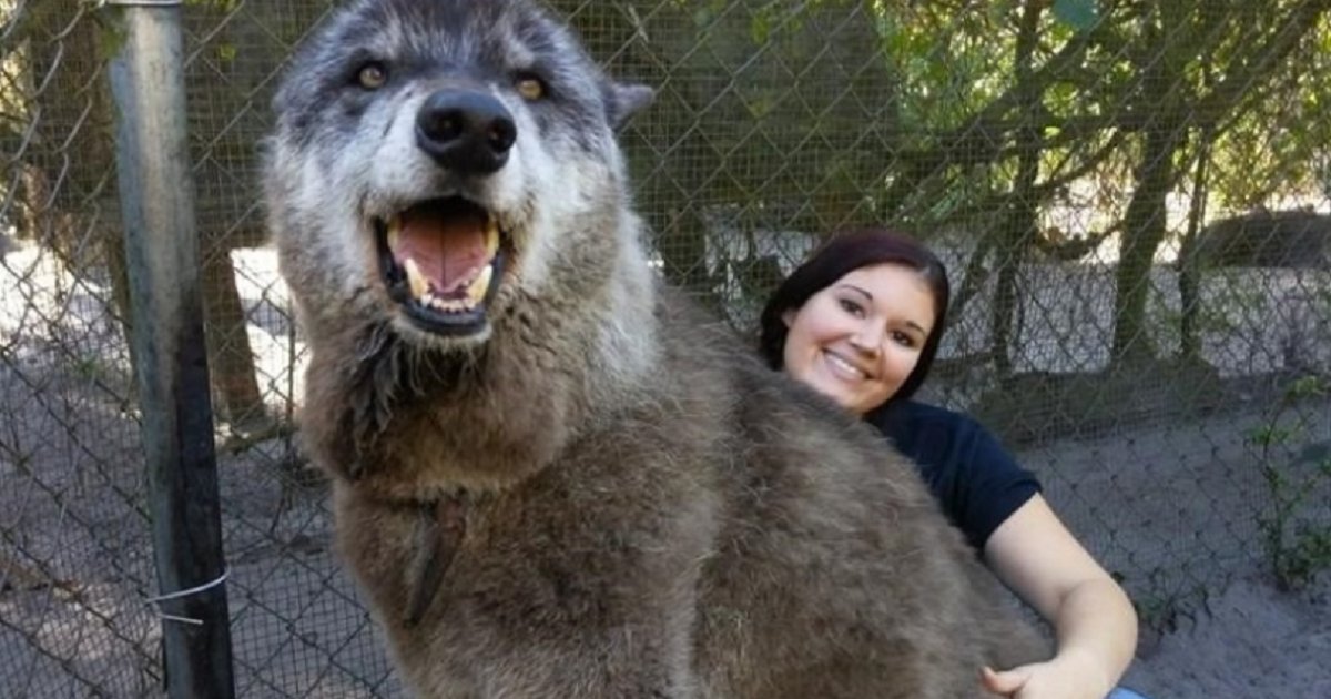 d3 3.png?resize=412,232 - Wolf Dog Was Sent To Kill Shelter To Die But Found The Life And Love He Deserved Instead