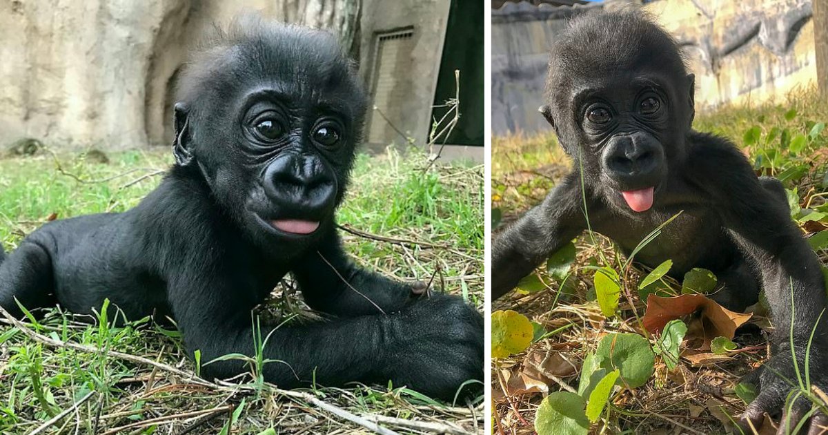 d3 4.png?resize=412,232 - Five Month Old Gorilla is Breaking The Internet After She Posed For Camera By Taking Her Tongue Out