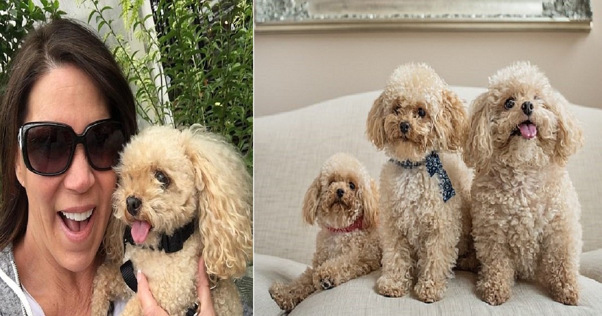 d3 6.jpg?resize=412,232 - Woman Spends $50K To Clone Her Aging Pet Poodle