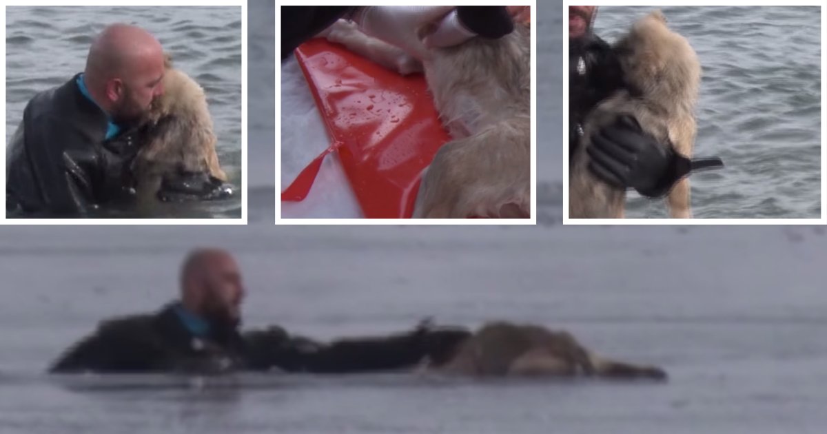 d4 15.png?resize=412,232 - Chilling When a Dog Passed Out on an Ice Sheet But Then This Happened