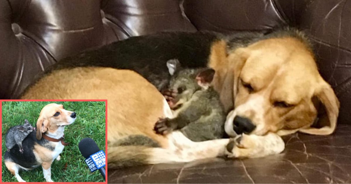 d5 10.png?resize=1200,630 - Après la mort de ses chiots, une chienne adopte un bébé opossum