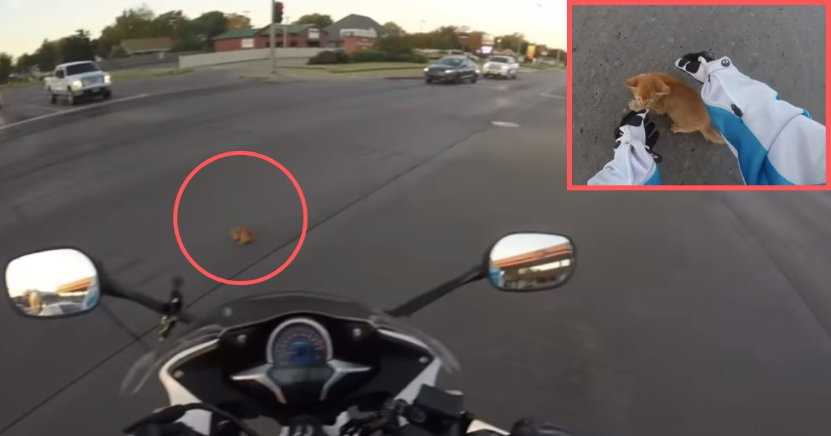 d5 2.png?resize=412,232 - A Kitten Who Was Trapped on A Highway Was Saved By A Lady Biker