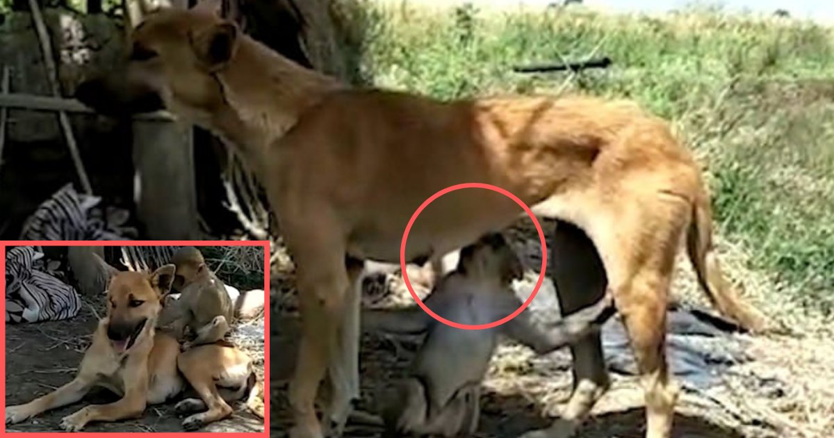 d5 5.png?resize=412,275 - A Female Dog Rescued an Infant Monkey in a Village and Later Adopted as Her Non-Biological Child
