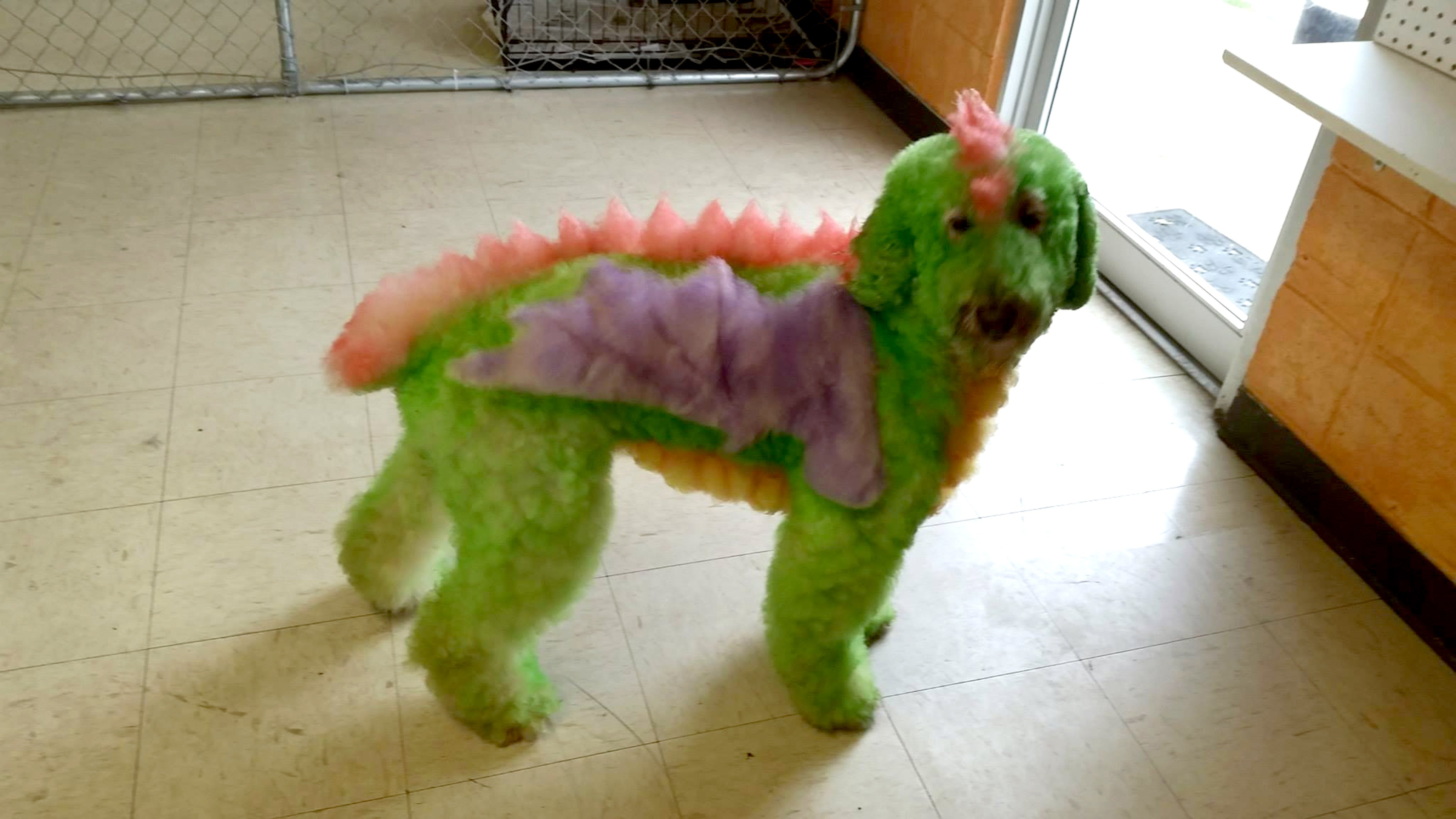 Bijou has previously been a dragon, a peacock and a horse. Credit: Caters 