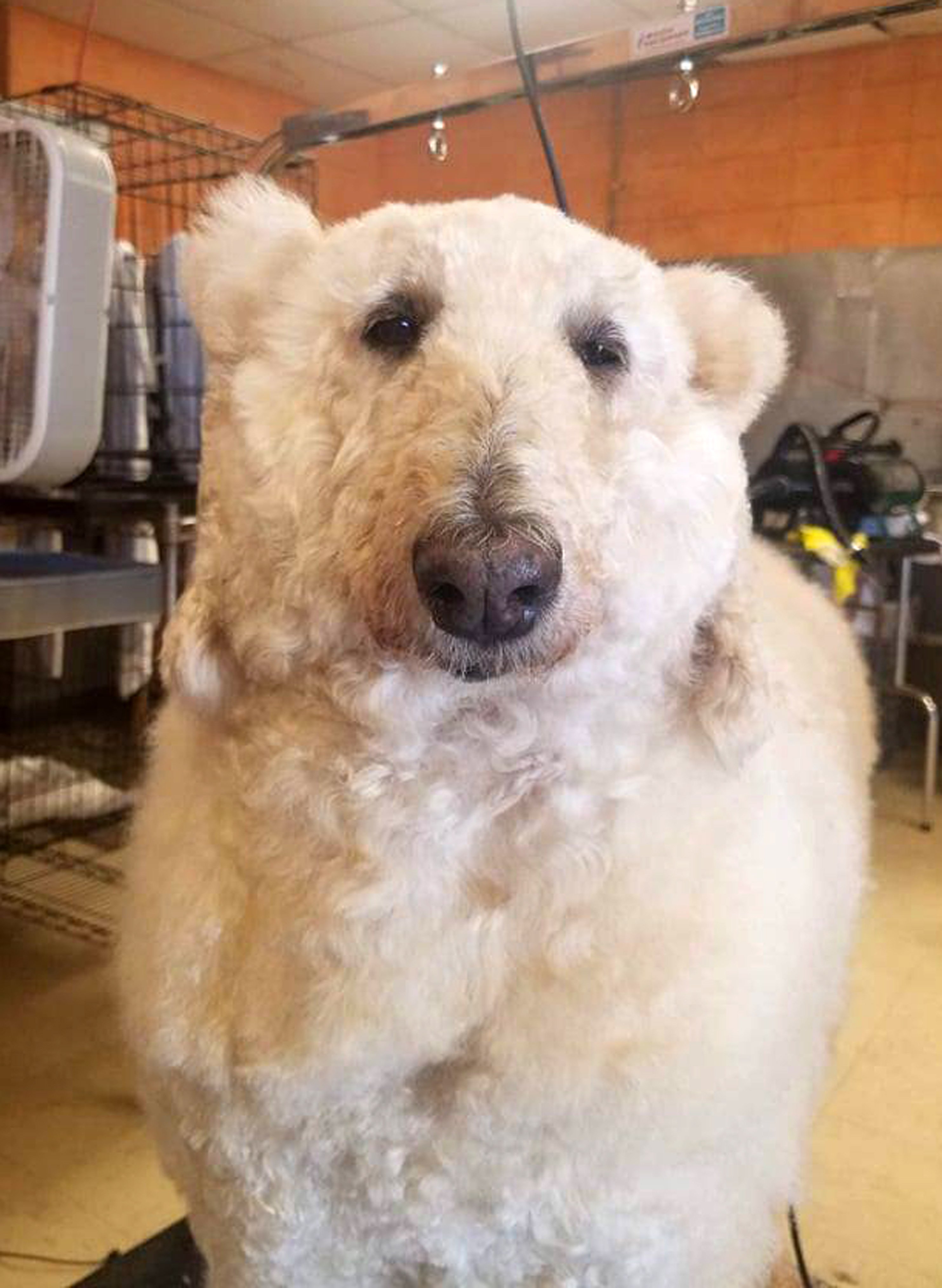 Is it a dog? Is it a polar bear? Credit: Caters