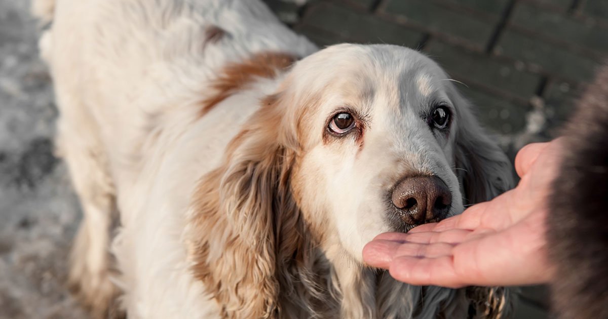 dog can smell siezures.jpg?resize=1200,630 - Une étude récente suggère que les chiens peuvent pressentir une crise d'épilepsie