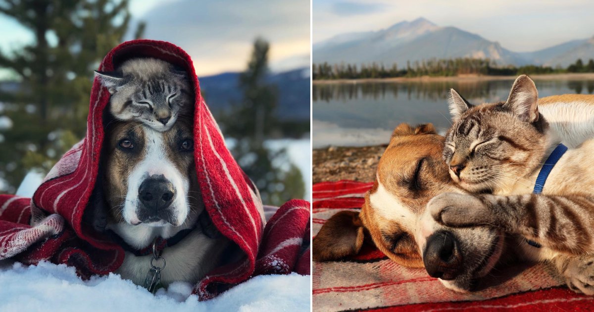 dog cat bond.png?resize=1200,630 - 15 Heartwarming Photos Of Cats And Dogs Who’ve Learned To Love Each Other