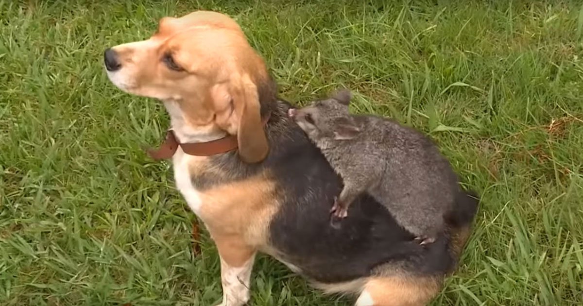 dog possum friends.jpg?resize=1200,630 - Dog Who Lost Her Pups And A Possum Who Was Abandoned By Her Mother Are Now Best Of Friends