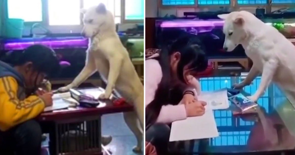 dog supervises girl.jpg?resize=412,232 - Family Dog Makes Sure The Daughter Is Not Checking Her Phone While Doing Her Homework