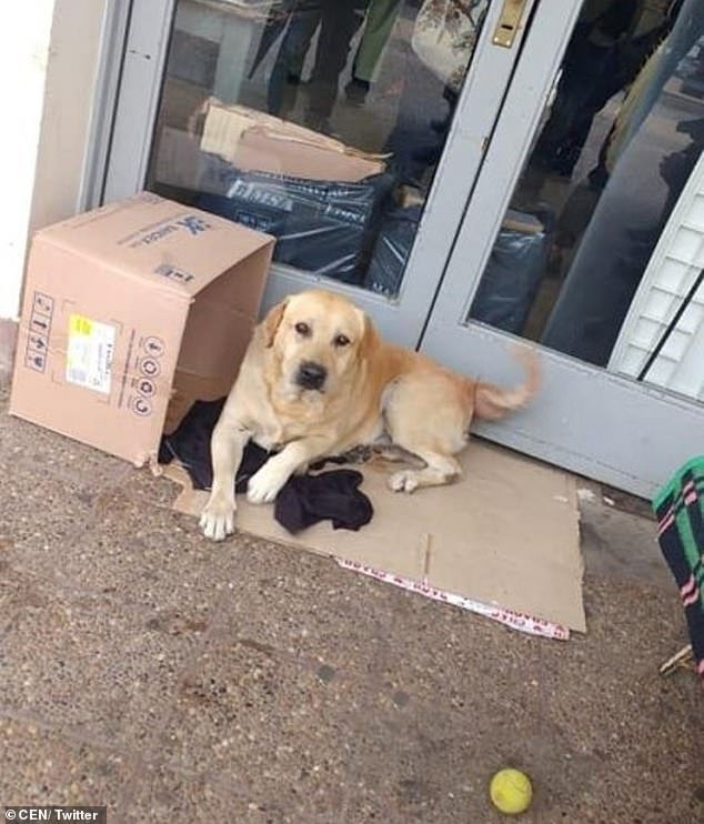 Toto has been waiting outside the Pablo Soria Hospital in the city of San Salvador de Jujuy in Argentina after his master died