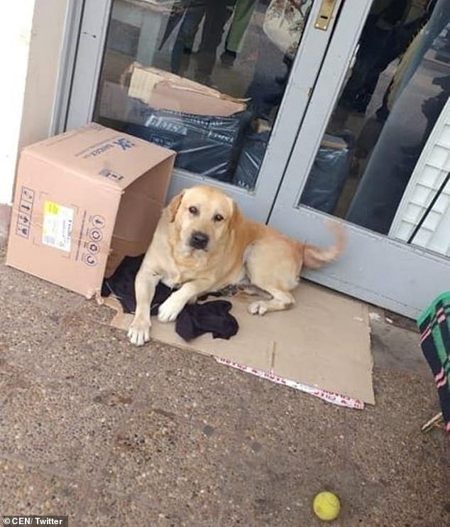 Toto attendait devant l'hôpital Pablo Soria de la ville de San Salvador de Jujuy en Argentine après le décès de son maître.