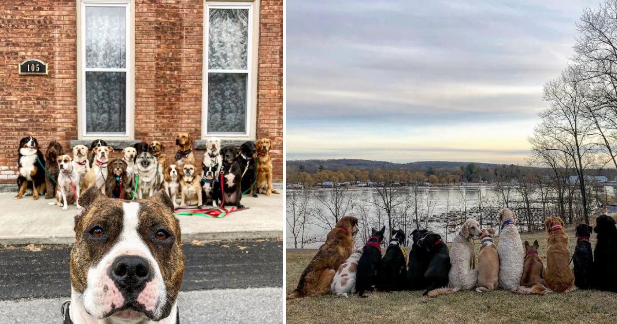dog walk program.png?resize=412,232 - Adorable Pack Of Dogs Walk Together And Pose For Group Pictures Every Day
