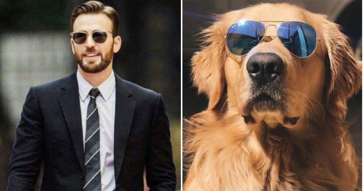 dog16.png?resize=412,232 - Ce compte Twitter prouve que Chris Evans est la réincarnation d'un Golden Retriever