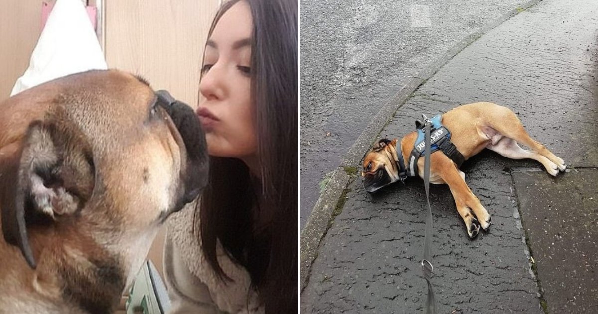 dog5.png?resize=412,275 - Hilarious Dog Pretends To Be Lifeless In Protest At Being Taken For A Walk