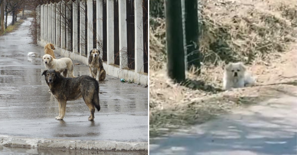 doggies.png?resize=412,275 - Des chiens fidèles pleurent la perte de leur ami bien-aimé au bord de la route pendant plus d'un mois