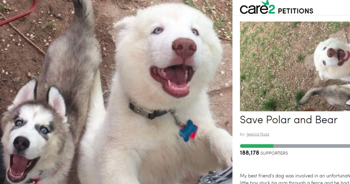 dogs4.png?resize=412,275 - More Than 180K People Signed Online Petition To Spare Life Of Dog That Bit A Child, Requiring Amputation