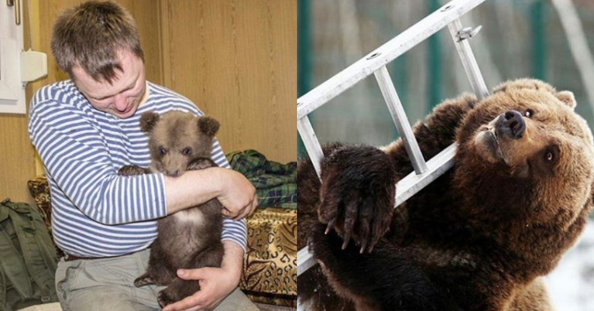 可愛いクマの赤ちゃんを保護した男性 3年後に公開した写真が驚き Hachibachi