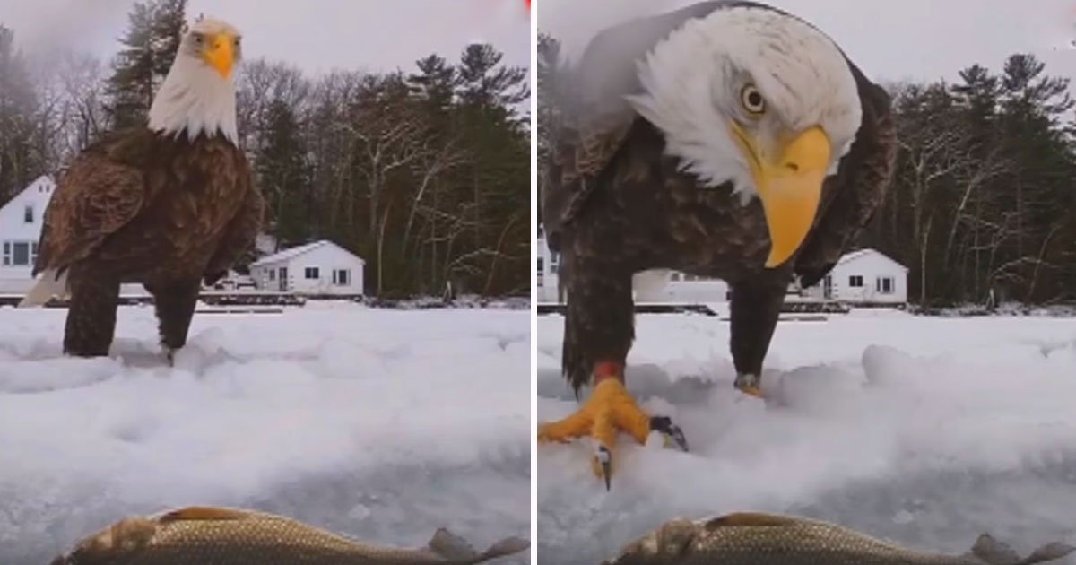 eagle snatches fish.jpg?resize=412,275 - Bald Eagle Caught On Camera Snatching A Fish And Flying Away