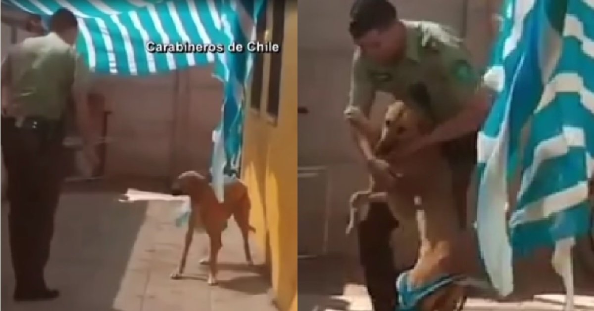 ec8db82 6.jpg?resize=412,232 - 강아지가 자신을 구해준 경찰관에게 보인 '의외의' 반응(영상)