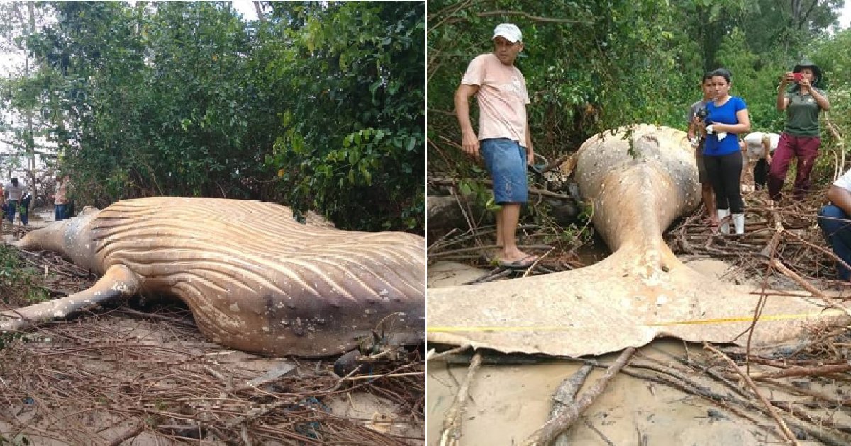 eca09cebaaa9 ec9786ec9d8c 3.png?resize=1200,630 - 아마존 우림 한가운데서 발견된 8m 크기의 '혹등고래' 사체