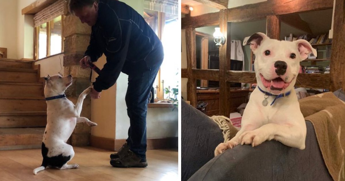 featured image 23.png?resize=412,232 - Snoop The Dog Is Living A Happy Life In New Home After Being Abandoned By Heartless Owner