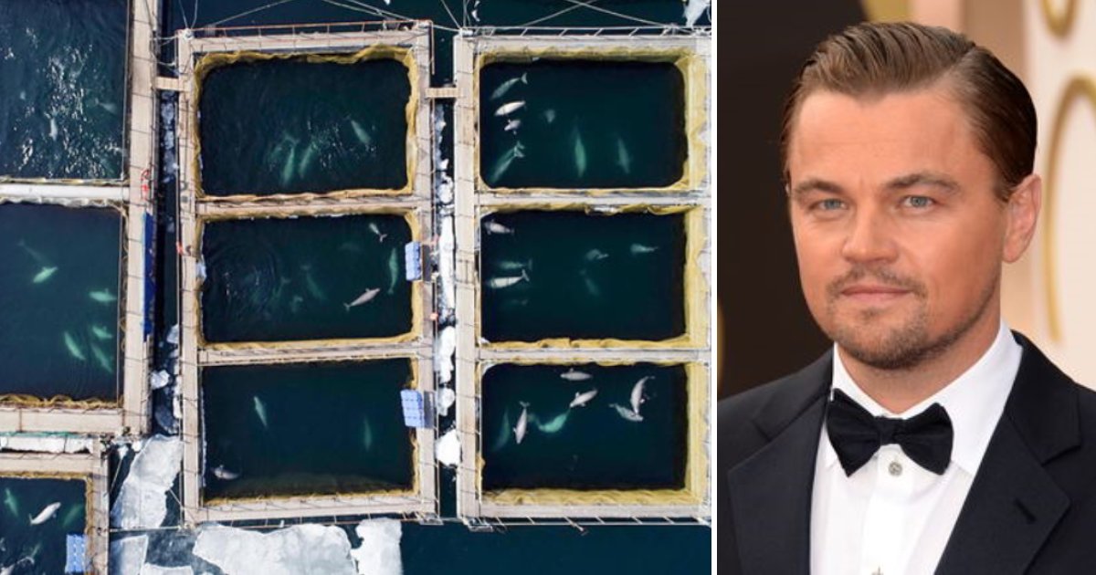 featured image 7.png?resize=412,232 - Russia Orders Release Of 100 Whales Kept In Cages After Leonardo DiCaprio's Petition