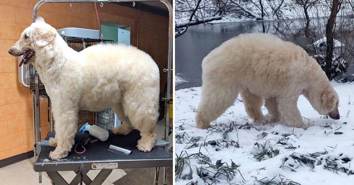 ffdfs.jpg?resize=412,275 - And The Truth Revealed - Here Is How One Dog Became A Polar Bear