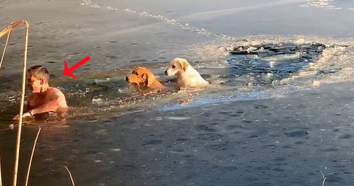 footage shows a man and his golden retriever dived into frozen lake to rescue two stranded dogs.jpg?resize=412,275 - Footage Shows A Man And His Golden Retriever Diving Into Frozen Lake To Rescue Two Stranded Dogs