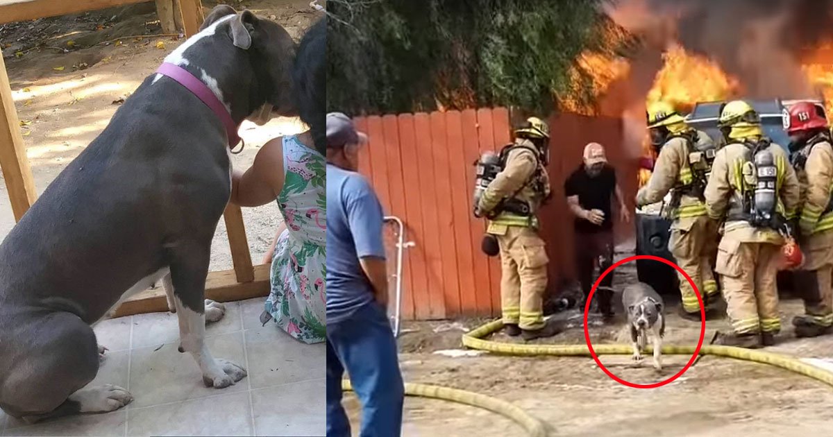 footage shows man risks his life to save his dog from house fire.jpg?resize=412,232 - Footage Shows Man Risking His Life To Save His Dog From House Fire