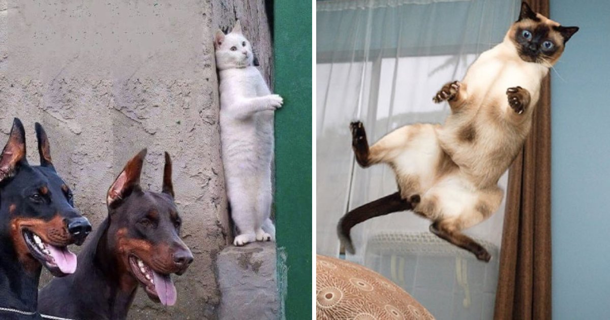 funny cats.png?resize=412,232 - 15 Photos That Show Cats Are The Most Hilarious Animals
