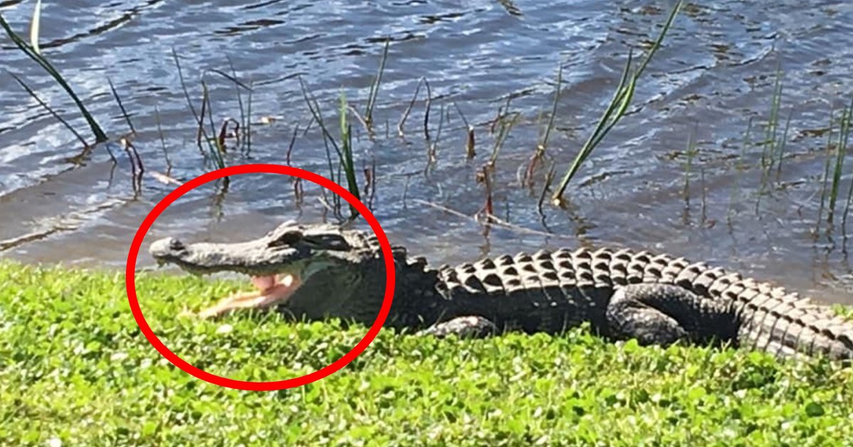 gator golf.png?resize=412,232 - Un alligator a attrapé une balle de golf dans sa bouche lors d'un tournoi en Floride