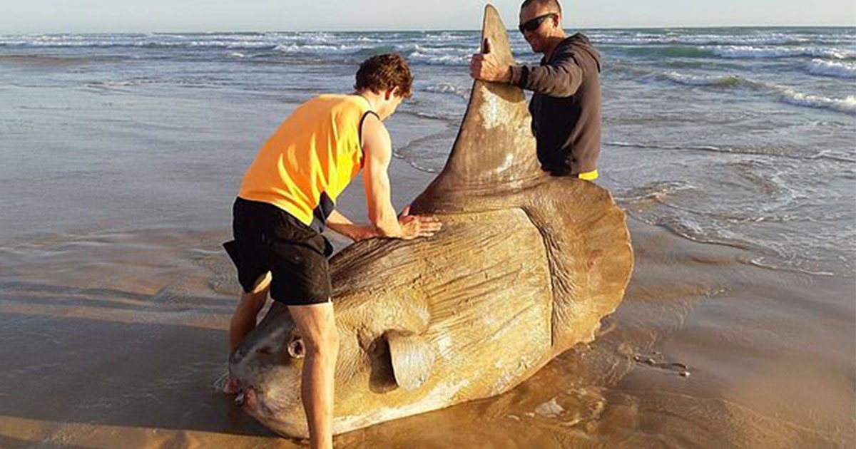 giant sunfish has been discovered off the coast of south australia by anglers.jpg?resize=412,275 - Giant Sunfish Discovered Off The Coast Of South Australia
