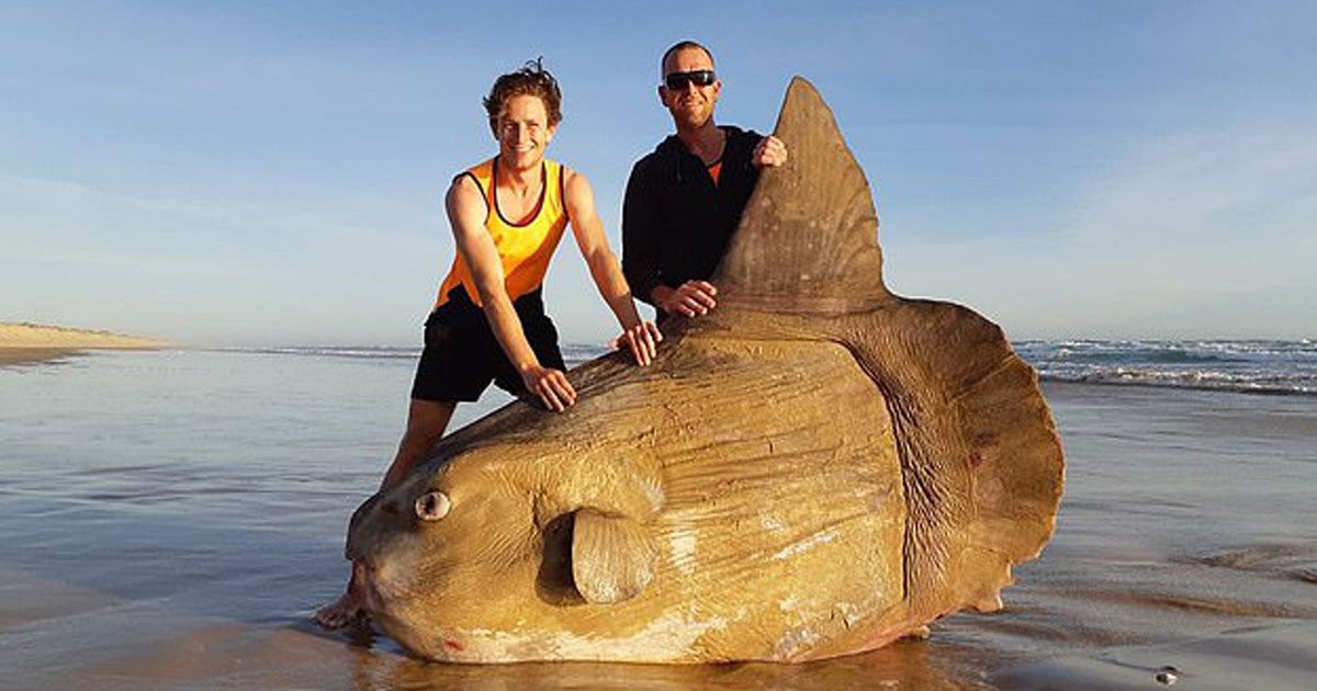 giant sunfish.jpg?resize=1200,630 - Giant Sunfish Found On A Deserted Beach In Australia