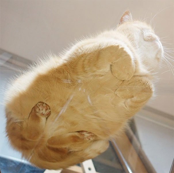 15 Photos Hilarantes Qui Montrent Que Les Tables En Verre Sont Concues Pour Les Chats Vonjour