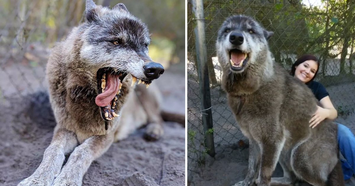 klkl.jpg?resize=412,232 - Florida Animal Sanctuary Steps In To Save Giant Wolfdog After His Owner Dumps Him At A Shelter