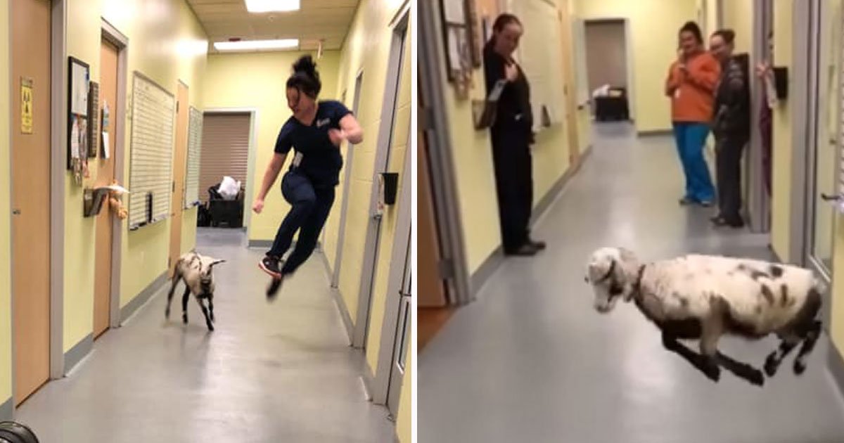 lamb dancing.jpg?resize=412,232 - This Video Of A Sweet Lamb Dancing With A Vet Tech Will Make Your Day