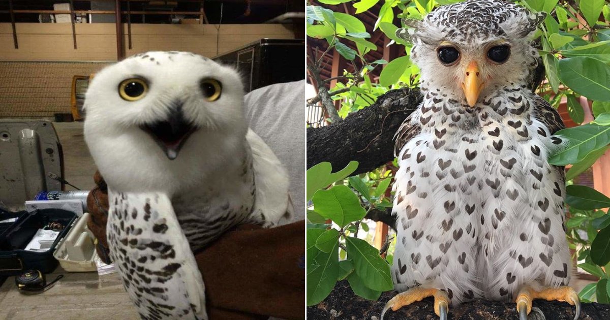 majestic owls.png?resize=412,232 - 14 Photos That Prove Owls Are One Of The Most Majestic Creatures