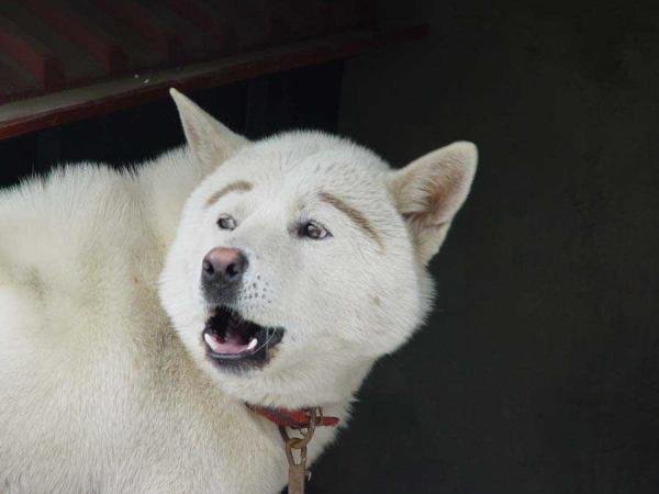 ãç¬ çæ¯ æ¸ããã®ç»åæ¤ç´¢çµæ