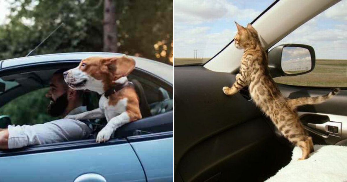 pets2.png?resize=412,275 - Drivers Could Face A HEFTY Fine For Not Buckling Up Pets In the Car